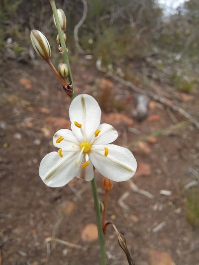 Chlorophytum graminifolium, photographed by kevin koen