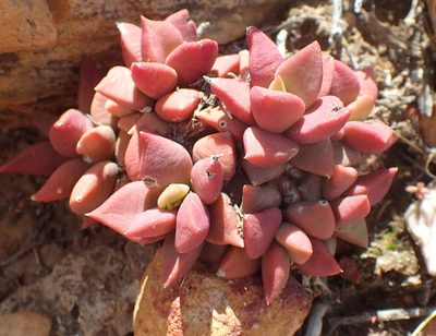 Anacampseros telephiastrum, photographed by Nicola van Berkel