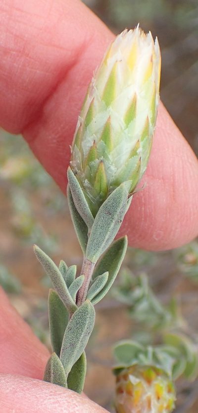 Pteronia membranacea, photographed by Nicola van Berkel