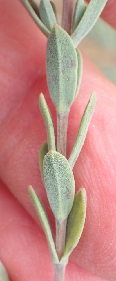 Pteronia membranacea, photographed by Nicola van Berkel