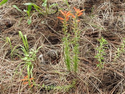 Castilleja patriotica, photographed by Sam Kieschnick