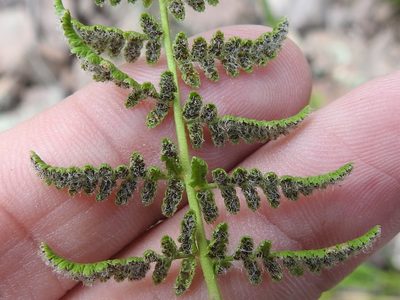 Woodsia phillipsii, photographed by Sam Kieschnick
