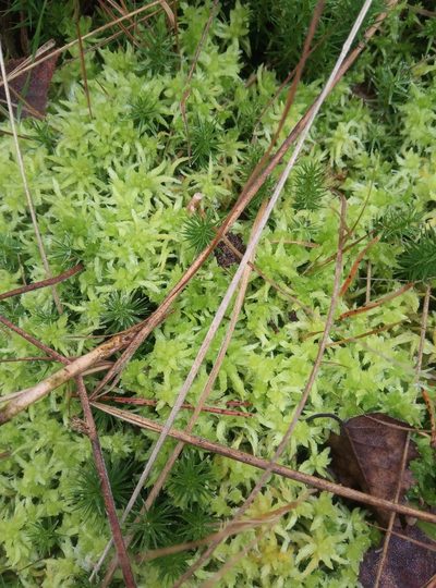 Sphagnum inundatum, photographed by leighmus