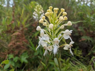 Platanthera blephariglottis, photographed by Austin Pursley