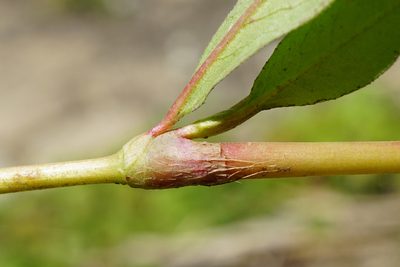 Persicaria mitis, photographed by Patrick Hacker