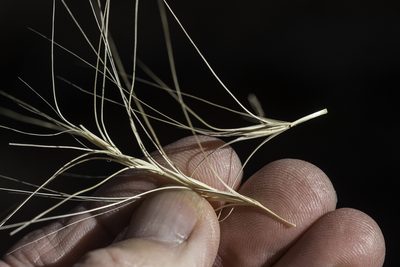 Elymus elymoides, photographed by Craig Martin