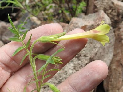 Polemonium pauciflorum, photographed by Sam Kieschnick