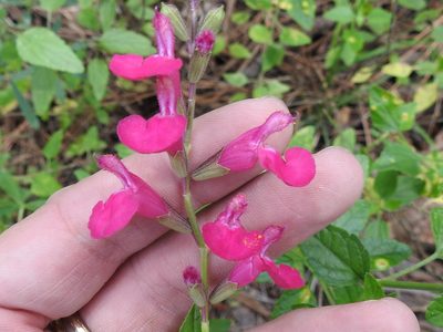 Salvia microphylla, photographed by Sam Kieschnick