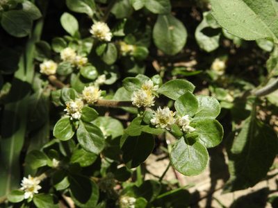 Alternanthera caracasana, photographed by Eduardo Luis Beltrocco