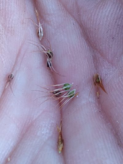 Rhynchospora megaplumosa, photographed by Scott Ward