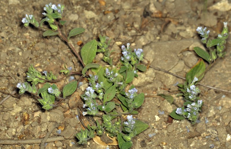Phacelia congdonii, photographed by Steve Matson