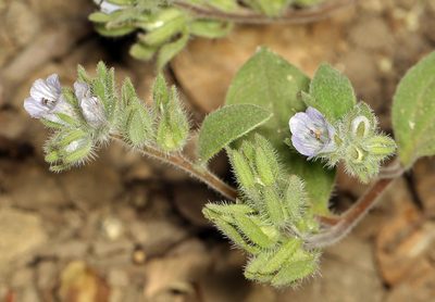 Phacelia congdonii, photographed by Steve Matson