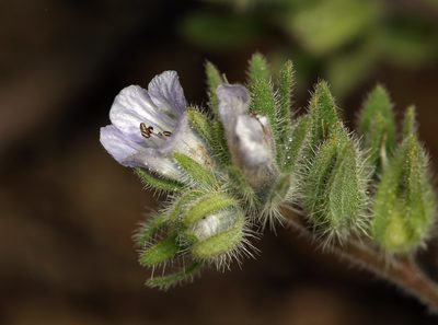 Phacelia congdonii, photographed by Steve Matson