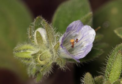 Phacelia congdonii, photographed by Steve Matson