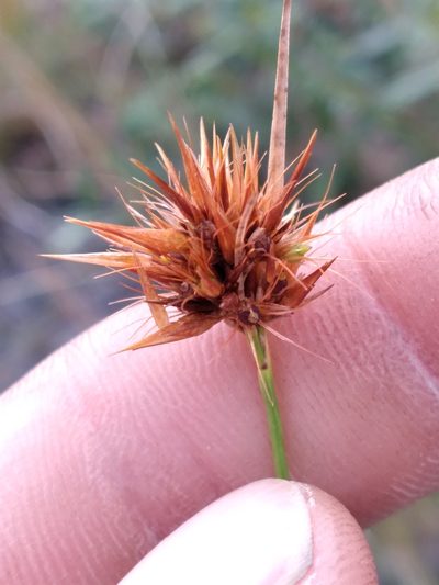 Rhynchospora megaplumosa, photographed by Scott Ward