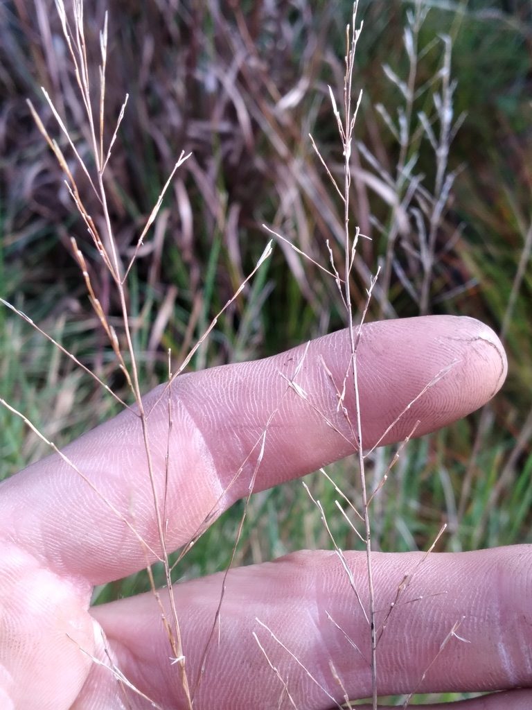 Sporobolus curtissii, photographed by Scott Ward