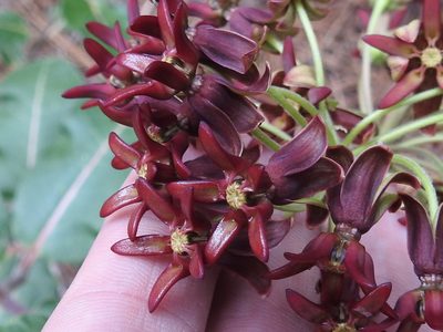 Asclepias hypoleuca, photographed by Sam Kieschnick