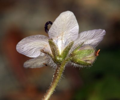 Howellanthus dalesianus, photographed by Steve Matson