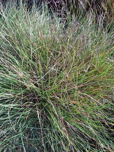 Sporobolus curtissii, photographed by Scott Ward