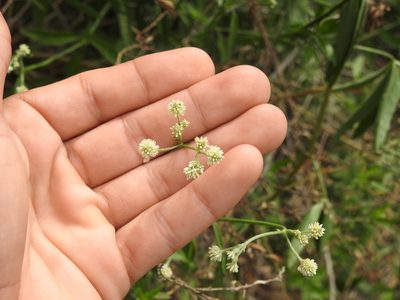Pfaffia glomerata, photographed by Eduardo Luis Beltrocco