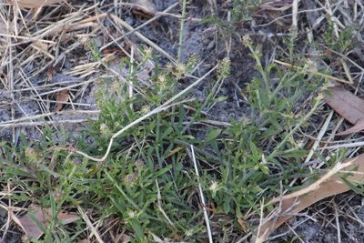 Lepidium africanum, photographed by Tony Rebelo