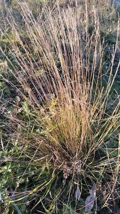 Festuca beckeri, photographed by Olha Sira