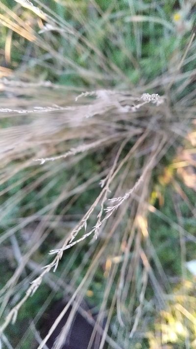 Festuca beckeri, photographed by Olha Sira