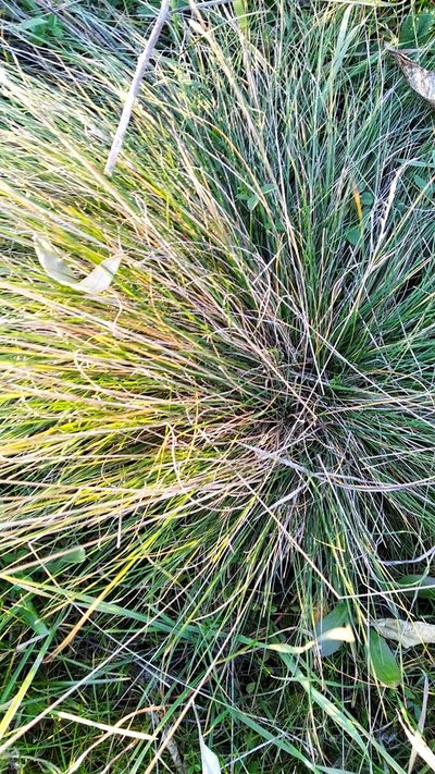 Festuca beckeri, photographed by Olha Sira