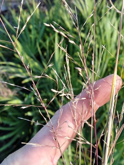 Sporobolus curtissii, photographed by Scott Ward