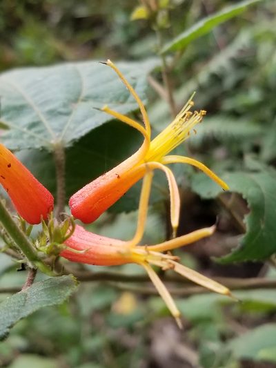 Triumfetta speciosa, photographed by Carlos Vasquez