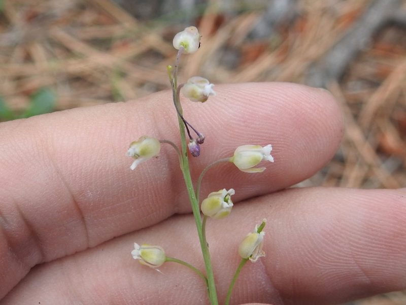 Pennellia tricornuta, photographed by Sam Kieschnick