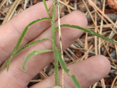 Pennellia tricornuta, photographed by Sam Kieschnick