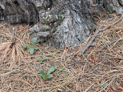 Pennellia tricornuta, photographed by Sam Kieschnick