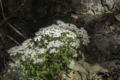 Ageratina paupercula, photographed by Craig Martin
