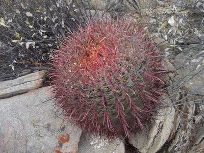 Ferocactus gracilis, photographed by Trevor Harding