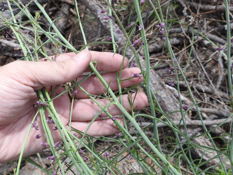 Pennellia longifolia, photographed by Sam Kieschnick