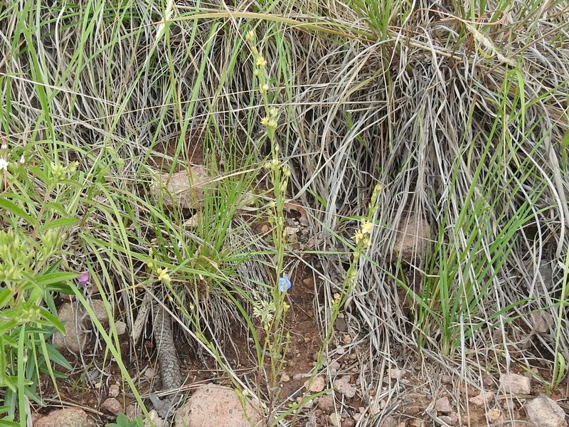 Linum neomexicanum, photographed by Sam Kieschnick