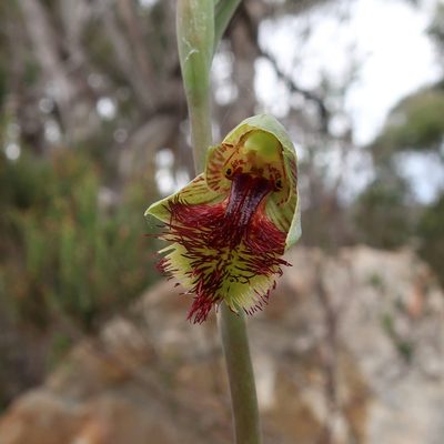 Calochilus herbaceus, photographed by Cowirrie