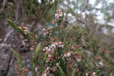 Leucopogon collinus, photographed by Cowirrie