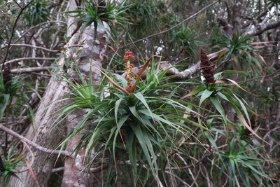 Richea dracophylla, photographed by Cowirrie