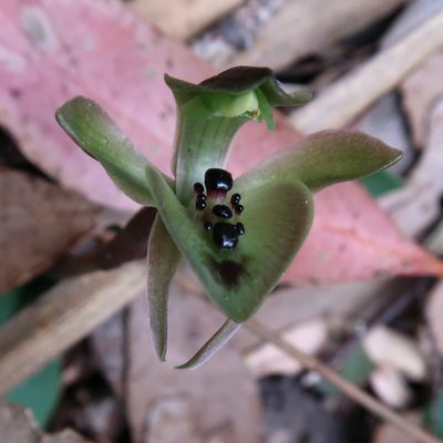 Chiloglottis gunnii, photographed by Cowirrie