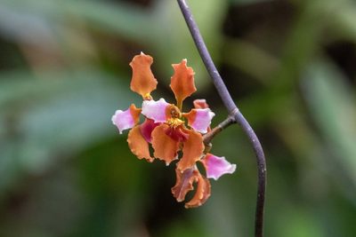 Cyrtochilum volubile, photographed by Thibaud Aronson