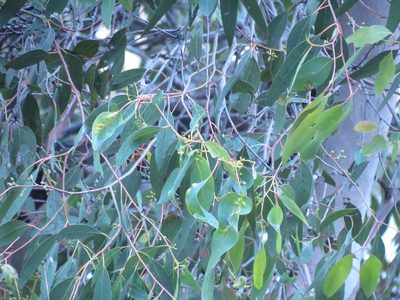 Eucalyptus ovata, photographed by John Cull