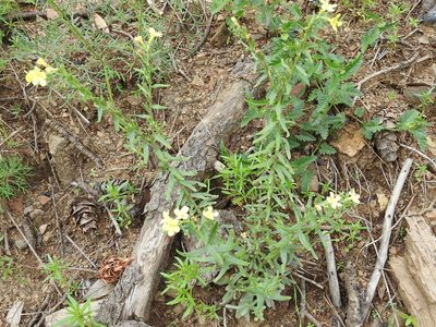 Lithospermum cobrense, photographed by Sam Kieschnick