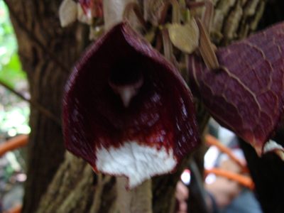 Aristolochia arborea, photographed by Alexis López Hernández