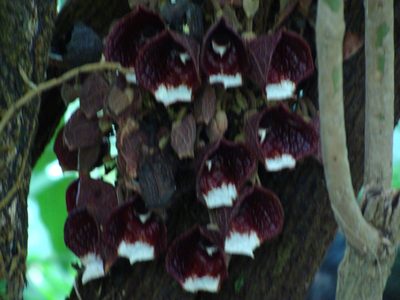 Aristolochia arborea, photographed by Alexis López Hernández