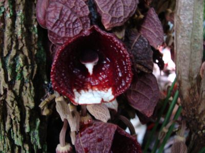 Aristolochia arborea, photographed by Alexis López Hernández