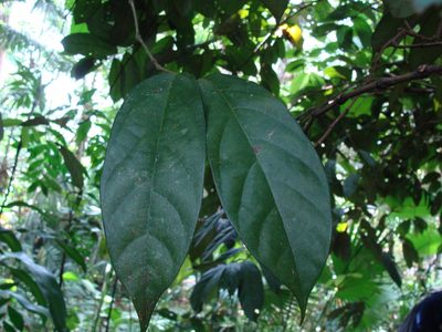 Aristolochia arborea, photographed by Alexis López Hernández