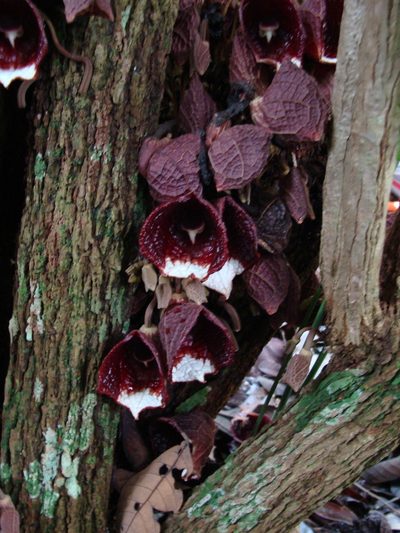 Aristolochia arborea, photographed by Alexis López Hernández