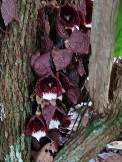 Aristolochia arborea, photographed by Alexis López Hernández